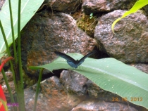 Парк Бабочек! Куала-Лумпур