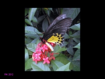 Парк Бабочек! Куала-Лумпур