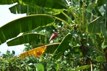 Пхукет-Камбоджа-Бангкок и не только. Март 2013