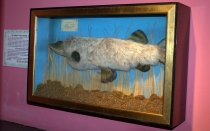 Мечты сбываются или небольшое путешествие: Паттайя-Ко-Чанг-Ко-Мак–Бангкок. Путевые заметки