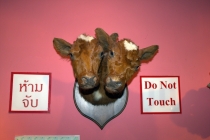 Мечты сбываются или небольшое путешествие: Паттайя-Ко-Чанг-Ко-Мак–Бангкок. Путевые заметки