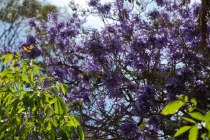 Деревья с голубыми цветами в Мехико Сити