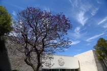 Деревья с голубыми цветами в Мехико Сити