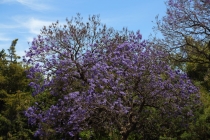 Деревья с голубыми цветами в Мехико Сити