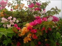 Жадность,океан,еда,массаж,джунгли.