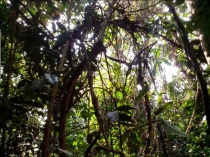 Жадность,океан,еда,массаж,джунгли.