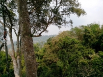 Жадность,океан,еда,массаж,джунгли.