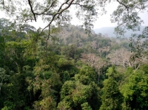 Жадность,океан,еда,массаж,джунгли.