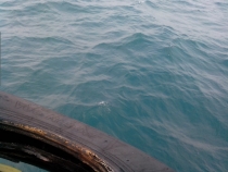 Жадность,океан,еда,массаж,джунгли.