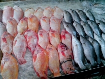 Жадность,океан,еда,массаж,джунгли.