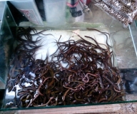 Жадность,океан,еда,массаж,джунгли.