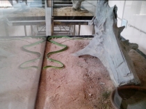 Жадность,океан,еда,массаж,джунгли.