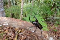 Гиганский жук-носорог