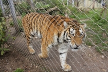 Лиссабон, Кашкайш, Синтра, Алмада, Порто (Февраль 2011)