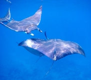 Сафари в Шри-Ланке, снорклинг на Мальдивах. Март 2013. Фотоотчет