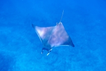 Сафари в Шри-Ланке, снорклинг на Мальдивах. Март 2013. Фотоотчет