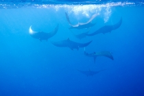 Сафари в Шри-Ланке, снорклинг на Мальдивах. Март 2013. Фотоотчет