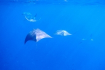 Сафари в Шри-Ланке, снорклинг на Мальдивах. Март 2013. Фотоотчет