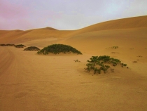Чудеса за экватором. Этот древний Намиб! ч.3 Намибия  январь 2013г.