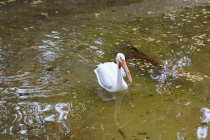 Ураганом по Мексике за 11 дней: 5000км, 17 городов, КИТЫ, пирамиды, El Chepe