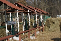 kormuschki