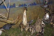 museo8