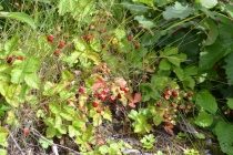 Языковой барьер. С квадратными глазами по Норвегии.