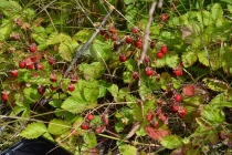 Языковой барьер. С квадратными глазами по Норвегии.