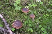 Языковой барьер. С квадратными глазами по Норвегии.