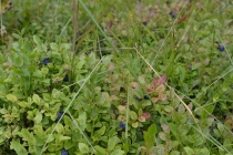 Языковой барьер. С квадратными глазами по Норвегии.