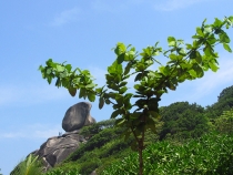 Галопом по Европам (Пхукет+Као Сок+Краби+Пи-Пи Дон). Текст+фотоотчет