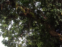 Галопом по Европам (Пхукет+Као Сок+Краби+Пи-Пи Дон). Текст+фотоотчет