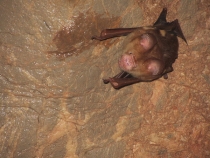 Галопом по Европам (Пхукет+Као Сок+Краби+Пи-Пи Дон). Текст+фотоотчет