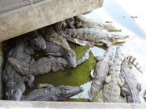 Далекий Тайланд/Патайя