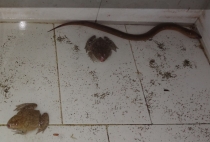 В Сайгон за очками