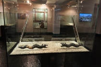 Ураганом по Мексике за 11 дней: 5000км, 17 городов, КИТЫ, пирамиды, El Chepe