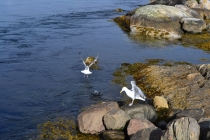 Языковой барьер. С квадратными глазами по Норвегии.