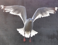 Языковой барьер. С квадратными глазами по Норвегии.