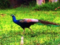 Воспоминания о Перу и Эквадоре. Как это было 3 года назад.