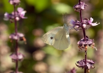 Бабочка из Голубицкой. (Азов)