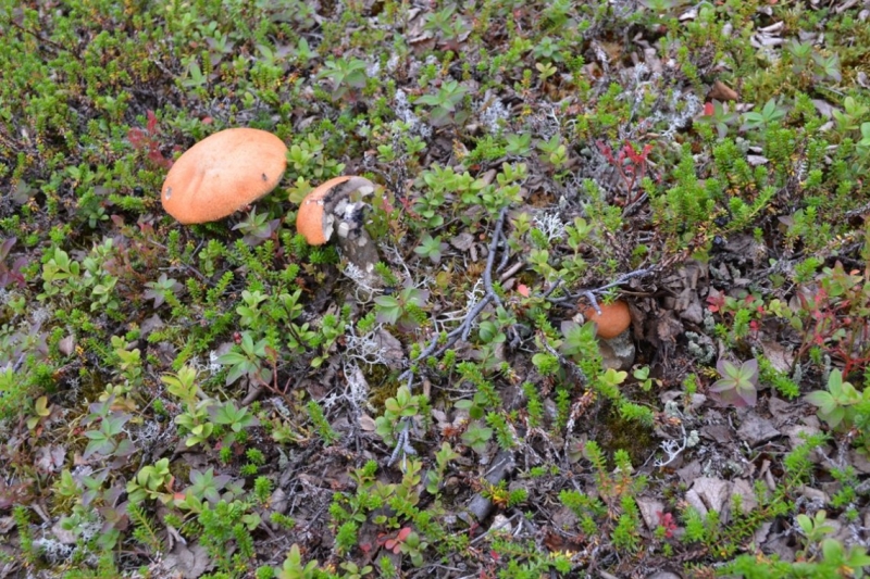 Языковой барьер. С квадратными глазами по Норвегии.