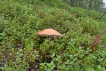 Языковой барьер. С квадратными глазами по Норвегии.