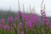 Языковой барьер. С квадратными глазами по Норвегии.