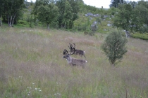 Языковой барьер. С квадратными глазами по Норвегии.