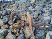 Воспоминания о Перу и Эквадоре. Как это было 3 года назад.