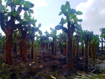 Воспоминания о Перу и Эквадоре. Как это было 3 года назад. Воспоминания о Перу и Эквадоре. Как это было 3 года назад.