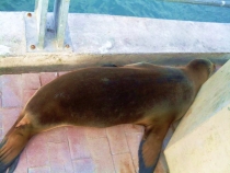 Воспоминания о Перу и Эквадоре. Как это было 3 года назад. Воспоминания о Перу и Эквадоре. Как это было 3 года назад.