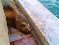 Воспоминания о Перу и Эквадоре. Как это было 3 года назад. Воспоминания о Перу и Эквадоре. Как это было 3 года назад.