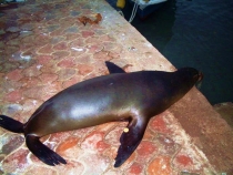 Воспоминания о Перу и Эквадоре. Как это было 3 года назад. Воспоминания о Перу и Эквадоре. Как это было 3 года назад.