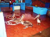 Воспоминания о Перу и Эквадоре. Как это было 3 года назад. Воспоминания о Перу и Эквадоре. Как это было 3 года назад.